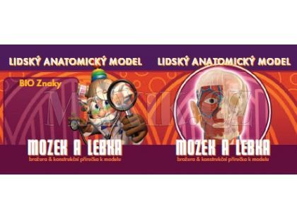 Lidský anatomický model - Mozek a lebka EIN-O E23703