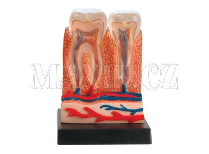 Lidský anatomický model - Zuby a dásně EIN-O E23701