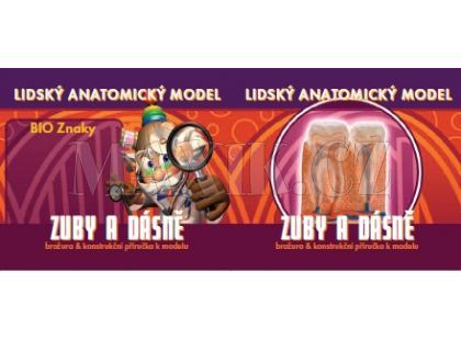 Lidský anatomický model - Zuby a dásně EIN-O E23701
