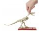 Mattel Jurský svět Dino kostry Velociraptor 7