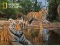 National Geographic 3D Puzzle Tygři 500 dílků 2