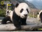 National Geographic Kids 3D Puzzle Panda 100 dílků figurka 2