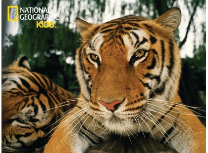 National Geographic Kids 3D Puzzle Tygr 100 dílků figurka