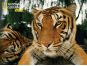National Geographic Kids 3D Puzzle Tygr 100 dílků figurka 2
