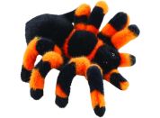 Pavouk tarantule 18 cm