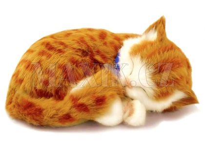 PERFECT PETZZz kotě rezavé