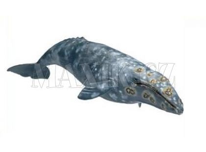 Plejtvákovec šedý Schleich 16082