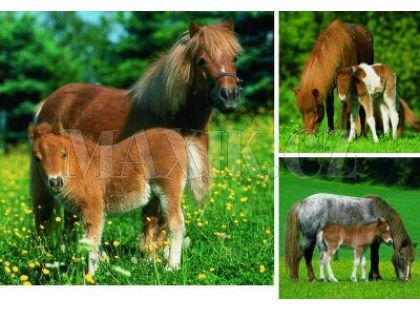 Ravensburger Kobyla s hříbětem 3x49d.