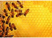 Ravensburger puzzle 173624 Challenge Puzzle: Včely na medové plástvi 1000 dílků