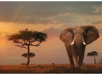 Ravensburger Puzzle Nature Sloni v národním parku Massai Mara 1000 dílků