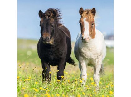 Ravensburger Puzzle Poníky 3x49 dílků