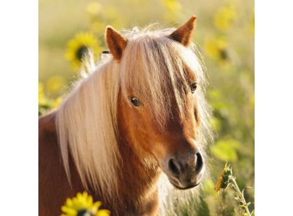 Ravensburger Puzzle Poníky 3x49 dílků