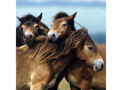 Ravensburger Puzzle Poníky 3x49 dílků