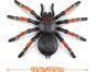 Robo Alive Velká Tarantule 38,5 cm 3