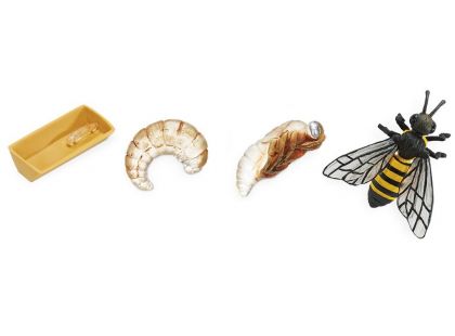 Safari Ltd Životní cyklus Včela