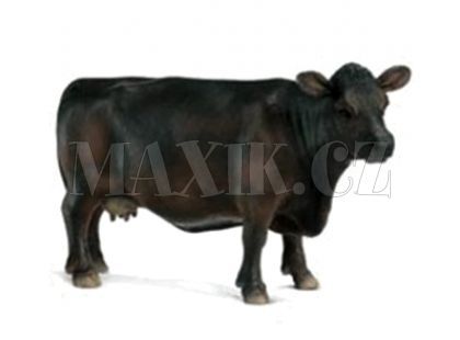 Schleich 13269 Kráva Angus