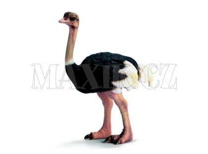 Schleich 14325 Pštros
