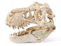 Schleich 42259 Prehistoričtí predátoři a lebka T-Rexe 5