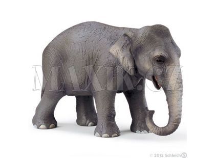 Slon Indický samice Schleich 14344
