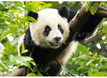 Trefl Puzzle Panda 500 dílků