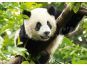 Trefl Puzzle Panda 500 dílků 2