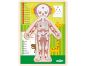 Woody Puzzle Lidské tělo Holka 13 dílků SK verzia 2